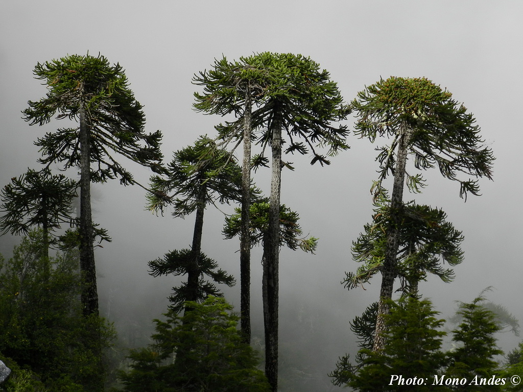 Представитель Семейства Araucariaceae
